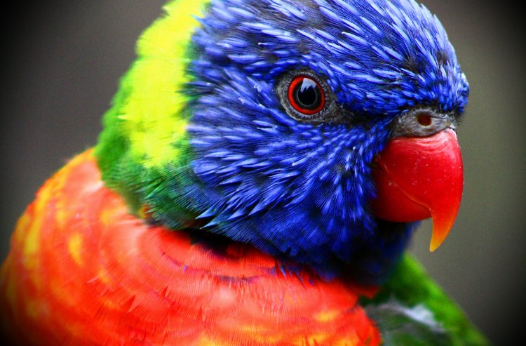 107 Colorful Bird Facts