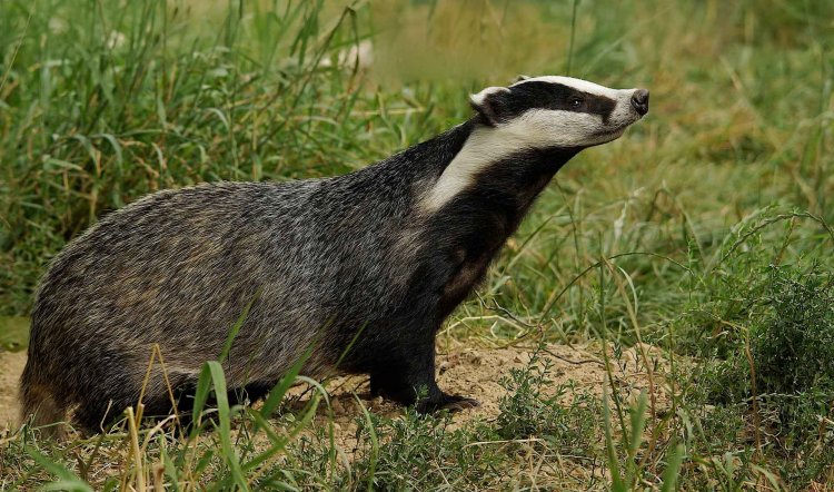 15 Bodacious Facts About Badgers