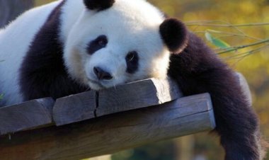 Top 10 interesting facts about Panda