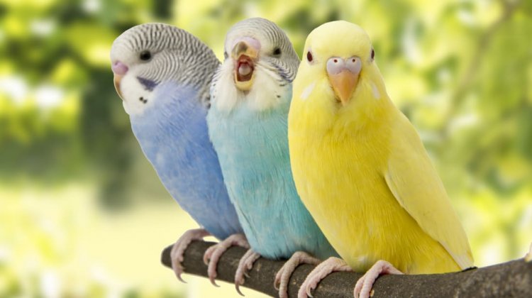 15 Amazing Facts About 15 Birds