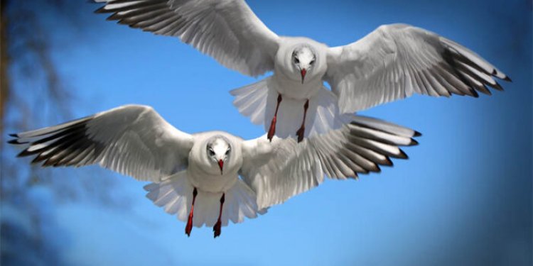 Top 10 interesting facts about birds