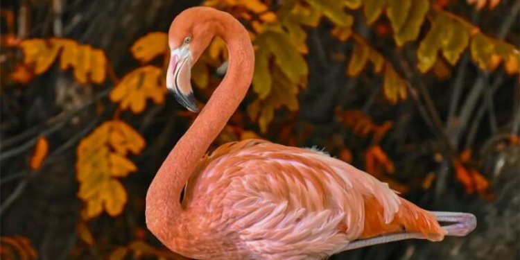 Top 10 interesting facts about Flamingos