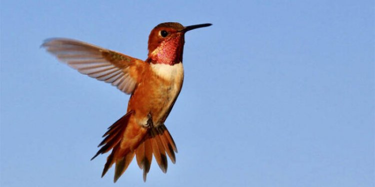 Top 10 interesting facts about hummingbirds
