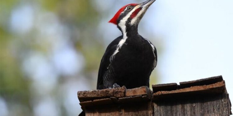 Top 10 interesting facts about woodpeckers