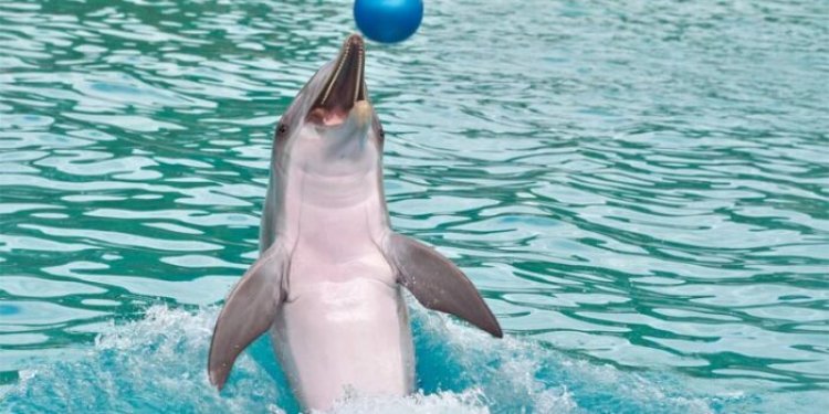 Top 10 interesting facts about dolphins