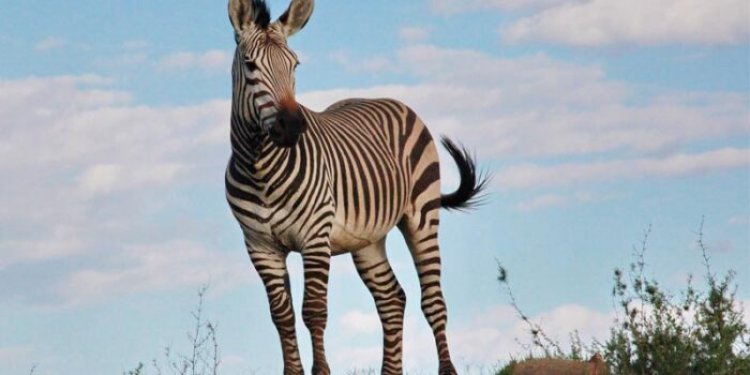 Top 10 interesting facts about zebra