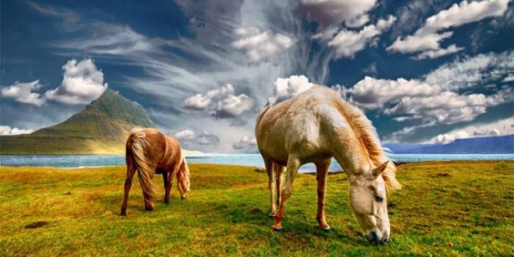 Top 10 interesting facts about horse