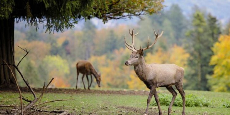 Top 10 interesting and fun facts about deer
