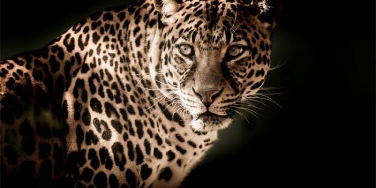 Top 10 interesting and fun facts about leopard