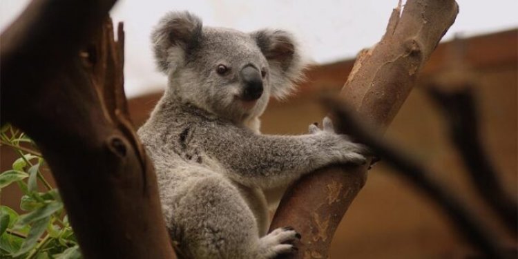 Top 10 interesting facts about Koala
