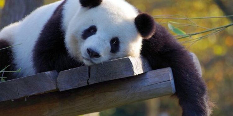 Top 10 interesting facts about Panda