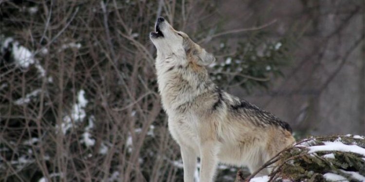 Top 10 interesting facts about wolf