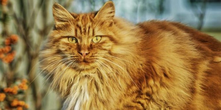 10 amazing and interesting facts about cats