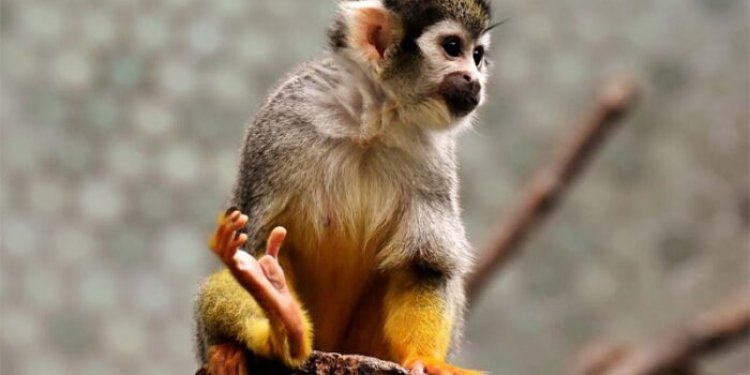 10 interesting facts about monkeys you never knew