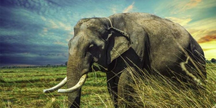 10 interesting and fascinating facts about elephants