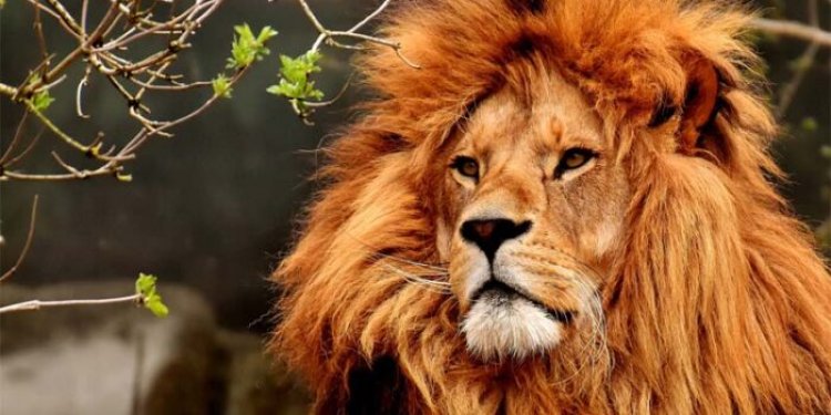10 interesting and incredible facts about Lion