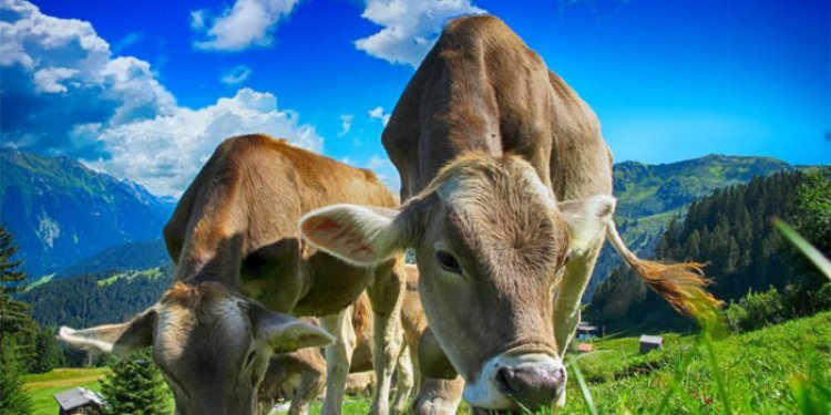 Top 10 interesting facts about cow