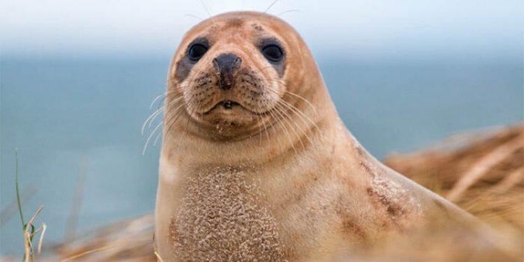 Top 10 interesting facts about seal