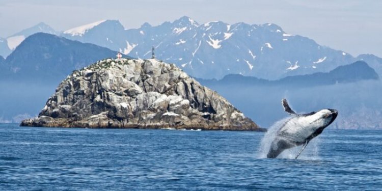 Top 10 interesting facts about Whales