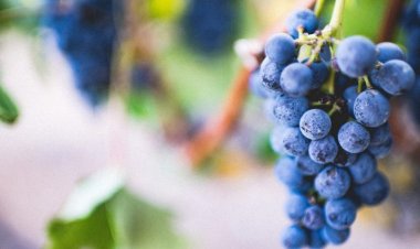 9 Great Facts about Grapes