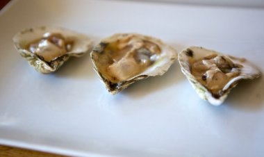13 Organic Facts about Oysters
