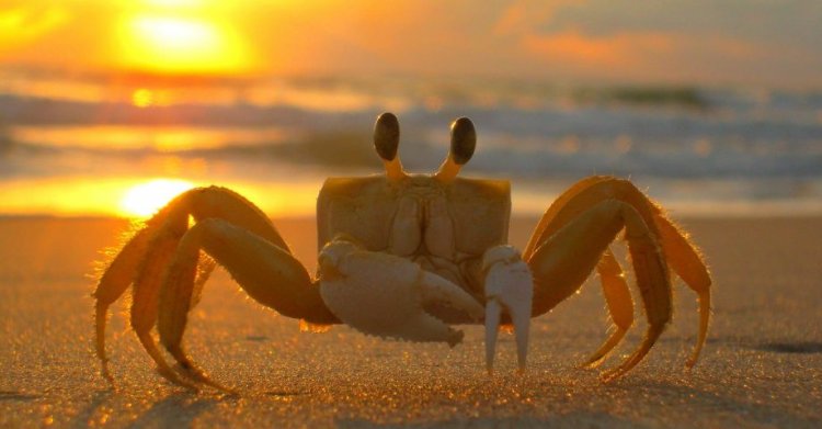 15 Cracking Facts about Crabs