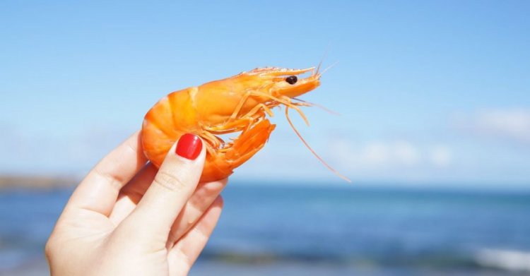 9 Interesting Facts about Shrimp Nutrition