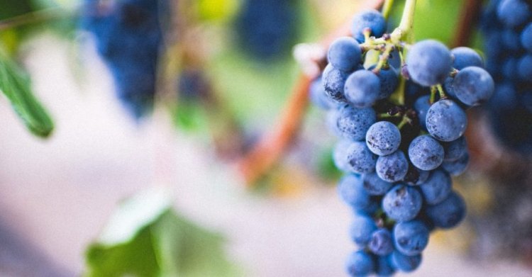 9 Great Facts about Grapes