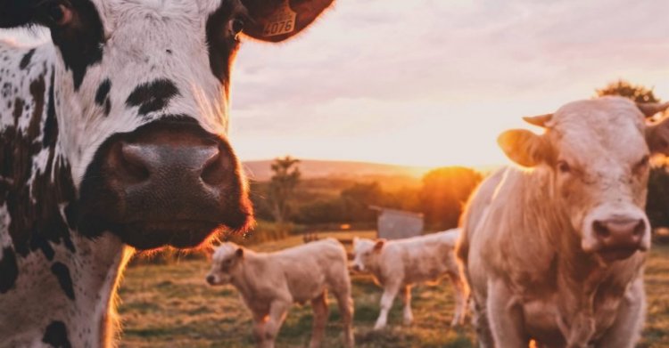 14 Captivating Facts about Dairy Cows
