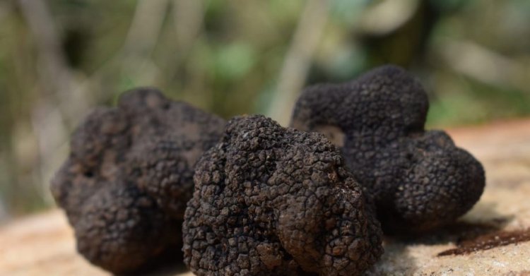 10 Tasty Facts about Truffle