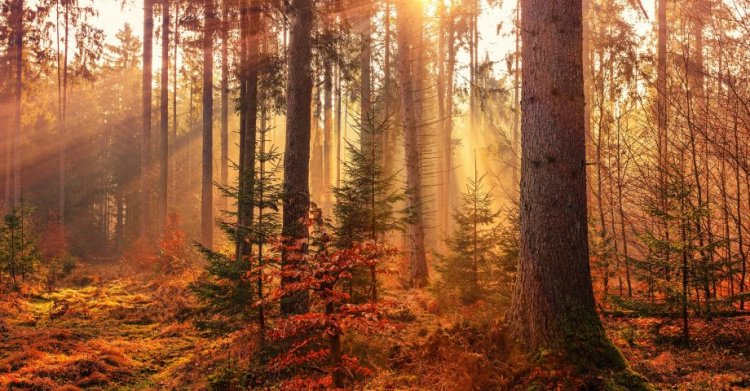 10 Fantastic Facts about Fall