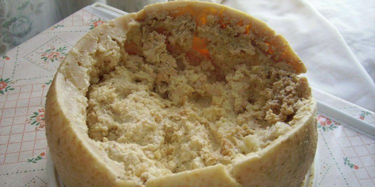 Is it true that insects can "make" cheese?