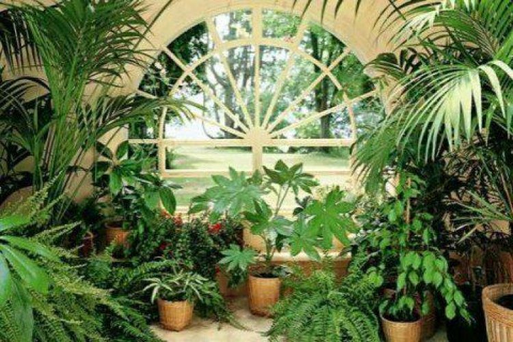 How much oxygen does one houseplant produce?