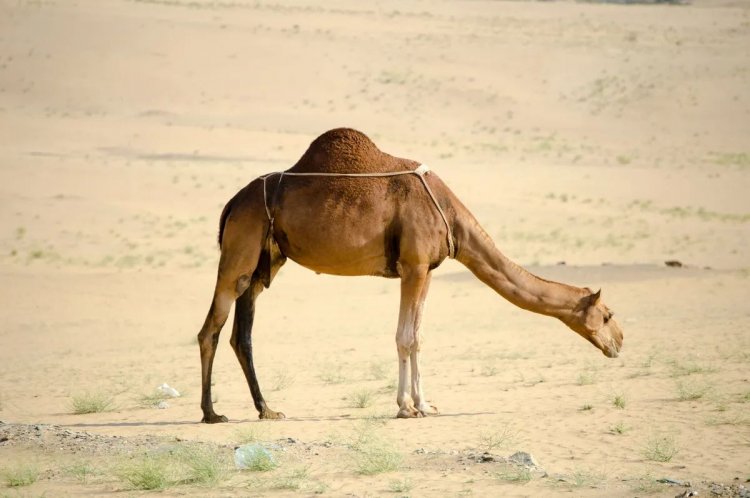 What do camels eat in deserts?